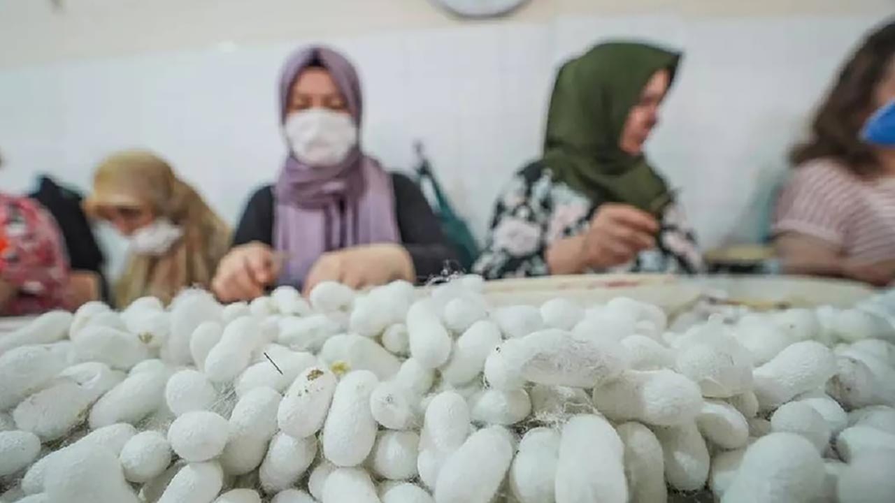 Tek tek ayıklandılar, ücretsiz dağıtılıyor! Türkiye bu üretimle dışa bağımlılıktan kurtuluyor