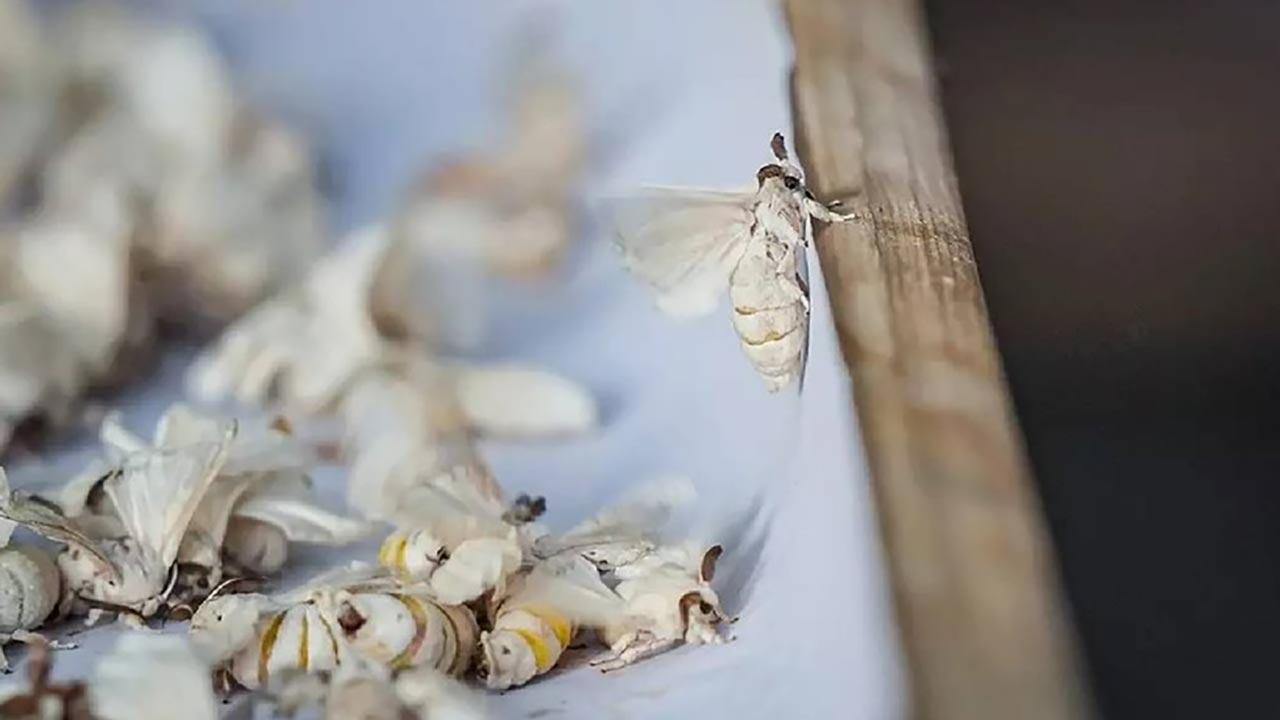 Foto - Tek tek ayıklandılar, ücretsiz dağıtılıyor! Türkiye bu üretimle dışa bağımlılıktan kurtuluyor