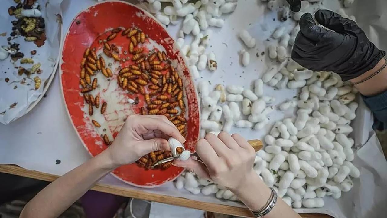 Foto - Tek tek ayıklandılar, ücretsiz dağıtılıyor! Türkiye bu üretimle dışa bağımlılıktan kurtuluyor