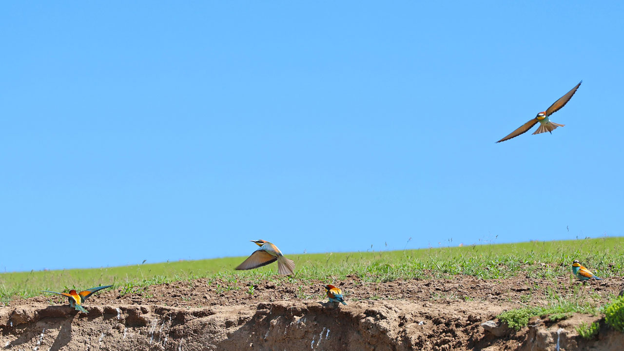 Foto - Tek tek veda ediyorlar! İron Sazlığı’nda göç zamanı