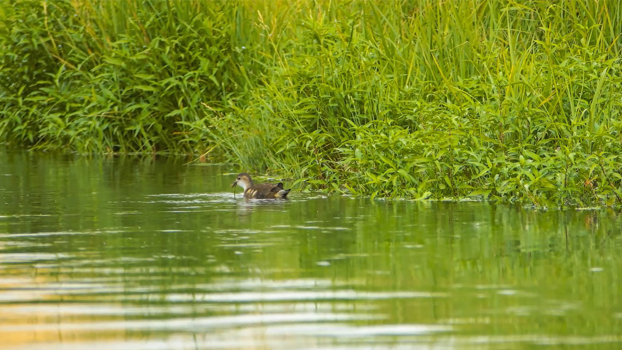 Foto - Tek tek veda ediyorlar! İron Sazlığı’nda göç zamanı