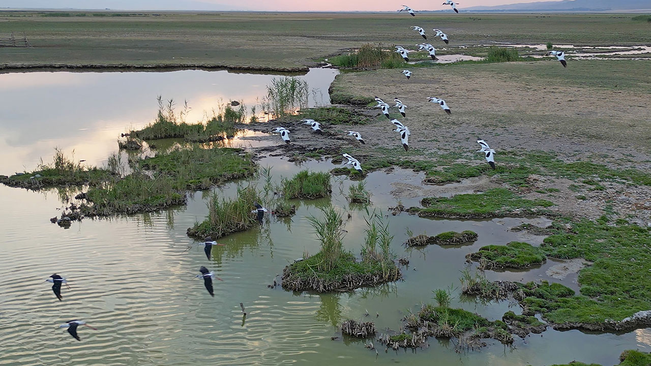 Tek tek veda ediyorlar! İron Sazlığı’nda göç zamanı