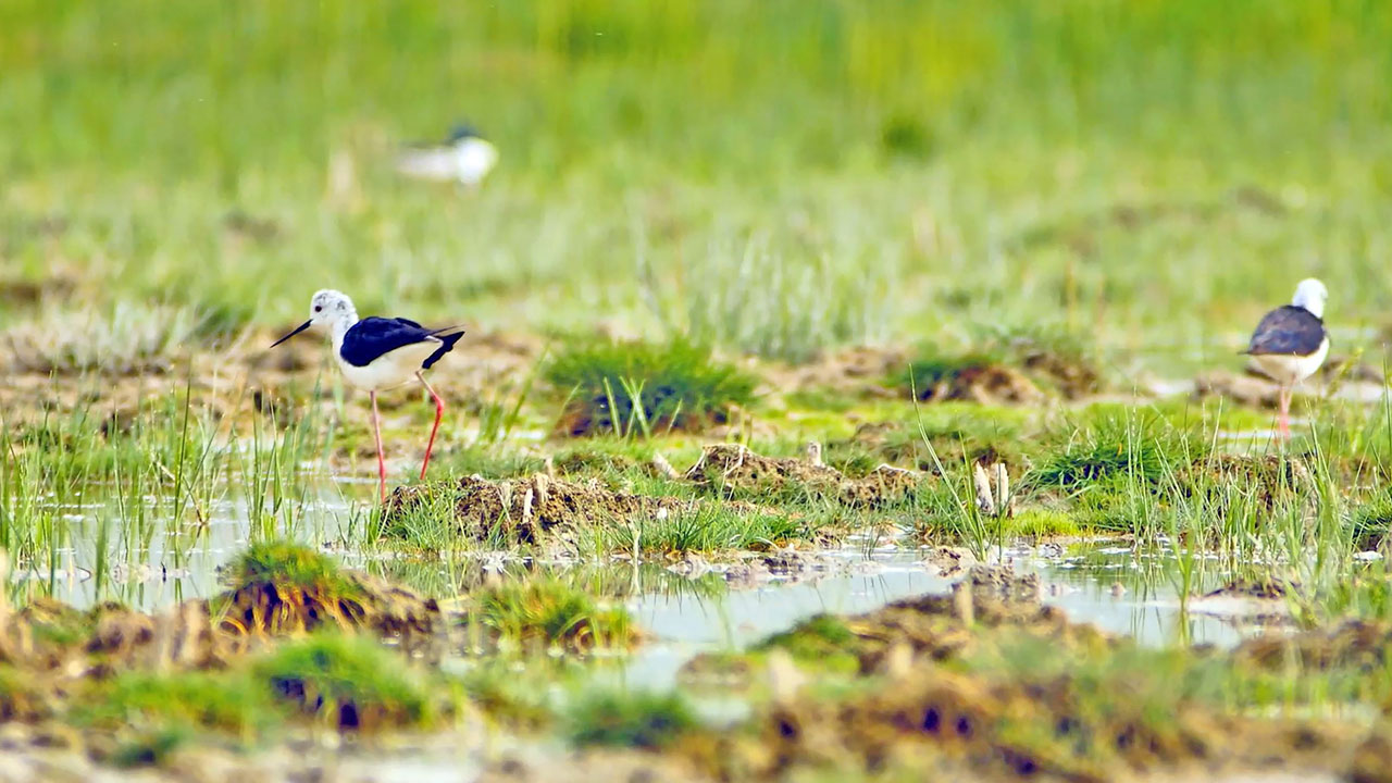 Foto - Tek tek veda ediyorlar! İron Sazlığı’nda göç zamanı