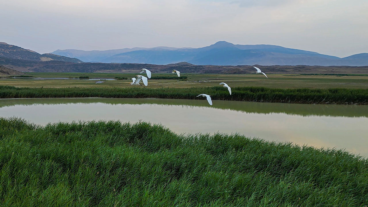 Foto - Tek tek veda ediyorlar! İron Sazlığı’nda göç zamanı