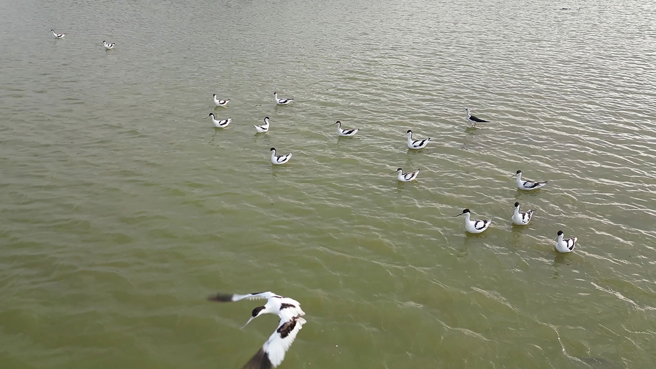 Foto - Tek tek veda ediyorlar! İron Sazlığı’nda göç zamanı