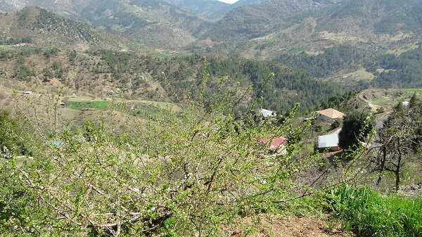 Foto - Tek vaadi "Dürüstlük" olan aday kazandı! 
