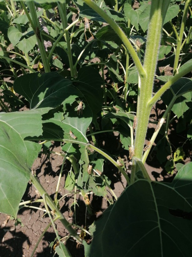 Foto - Tekirdağ'da çekirge istilası! Çiftçiler çözüm yolu arıyor