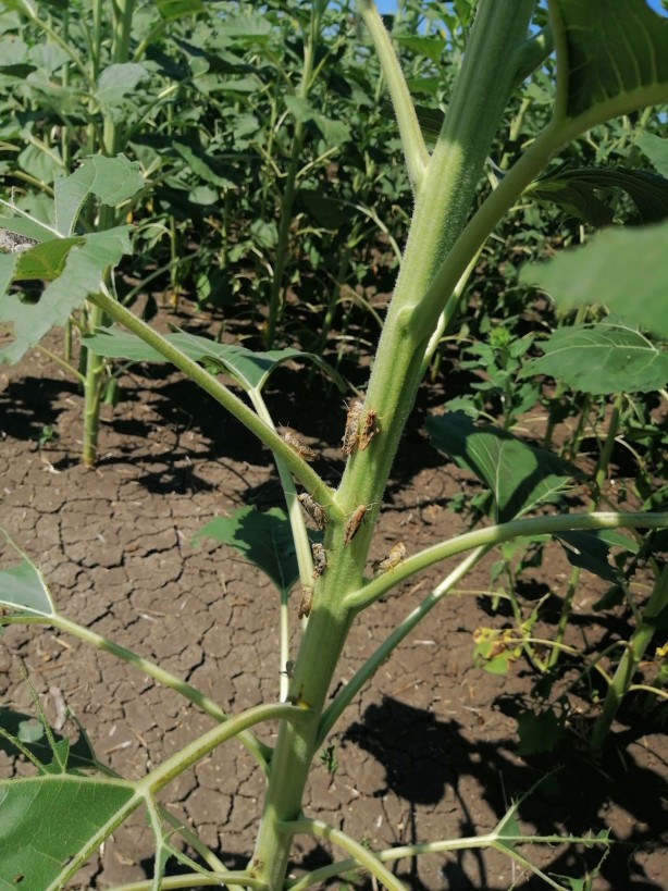 Foto - Tekirdağ'da çekirge istilası! Çiftçiler çözüm yolu arıyor