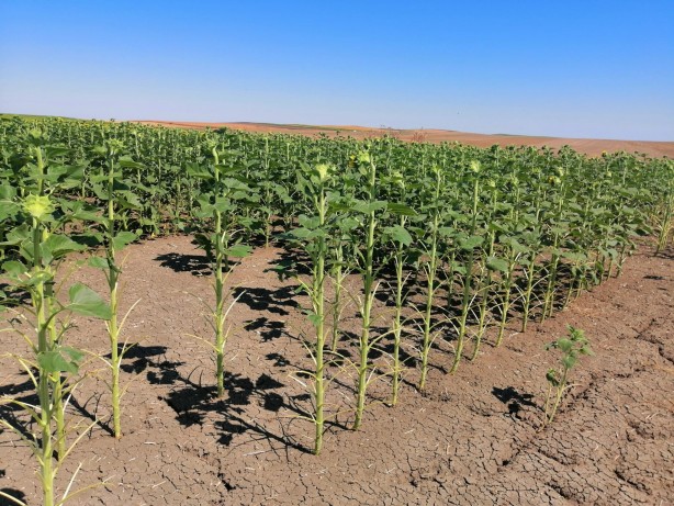 Foto - Tekirdağ'da çekirge istilası! Çiftçiler çözüm yolu arıyor