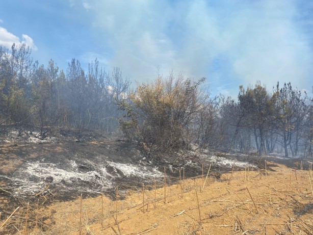 Foto - Tekirdağ'da çıkan orman yangını söndürüldü