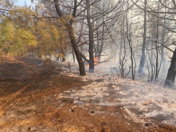 Foto - Tekirdağ'da çıkan orman yangını söndürüldü
