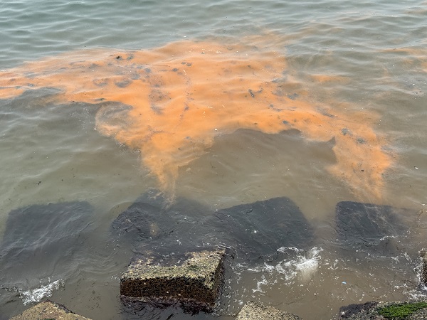 Foto - Tekirdağ'da deniz suyunun rengi değişti