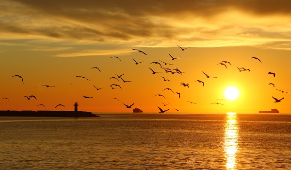 Foto - Tekirdağ'da mest eden gün doğumu