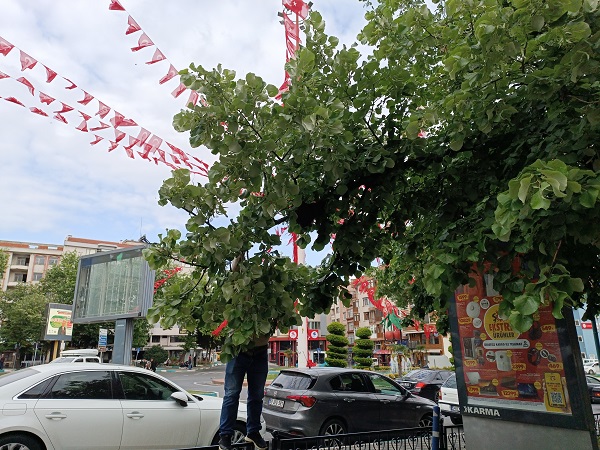 Foto - Tekirdağ'da panik! Bakın korkunun sebebi ne? 