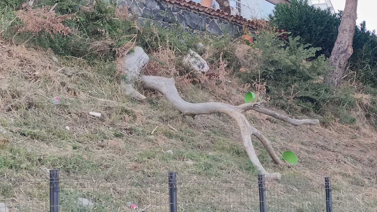 Tekirdağ'da poyraz fırtınası hayatı felç etti! Ağaçlar devrildi, sahil kesimi teyakkuza geçti!