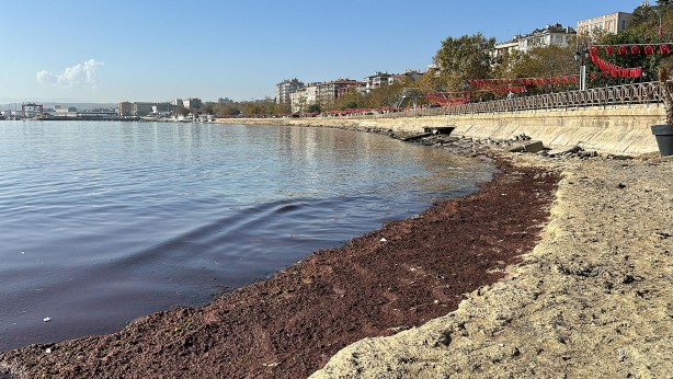 Foto - Tekirdağ'da sahil yosunla kaplandı