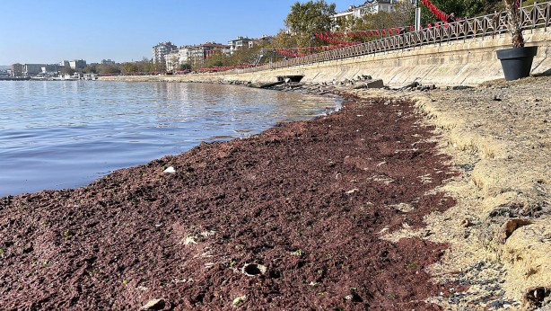 Tekirdağ'da sahil yosunla kaplandı
