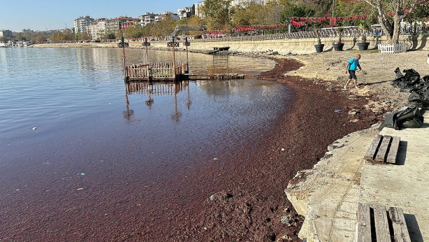 Foto - Tekirdağ'da sahil yosunla kaplandı