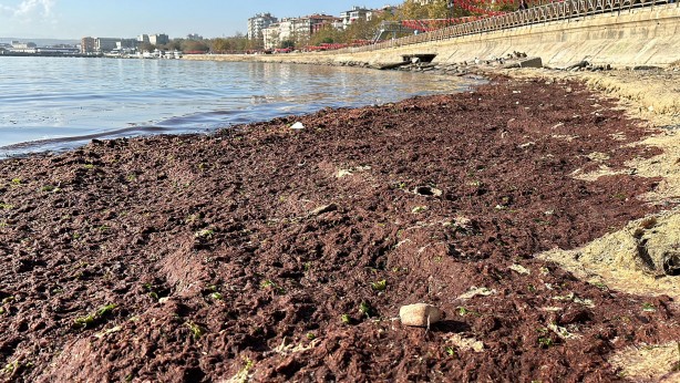Foto - Tekirdağ'da sahil yosunla kaplandı