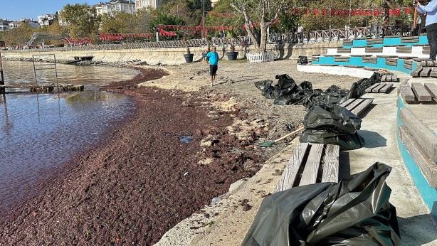 Foto - Tekirdağ'da sahil yosunla kaplandı