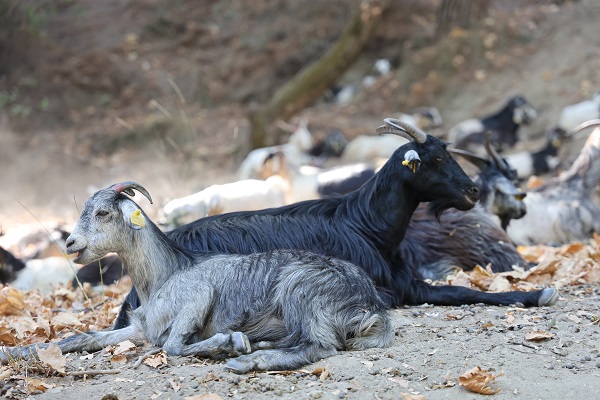 Foto - Teknoloji gelişti maharetler kaybedildi! Keçiler onu meteoroloji uzmanı yaptı