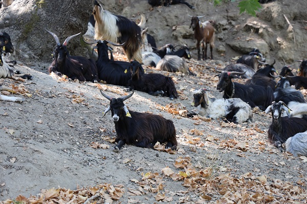 Foto - Teknoloji gelişti maharetler kaybedildi! Keçiler onu meteoroloji uzmanı yaptı