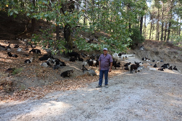 Teknoloji gelişti maharetler kaybedildi! Keçiler onu meteoroloji uzmanı yaptı