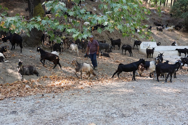 Foto - Teknoloji gelişti maharetler kaybedildi! Keçiler onu meteoroloji uzmanı yaptı