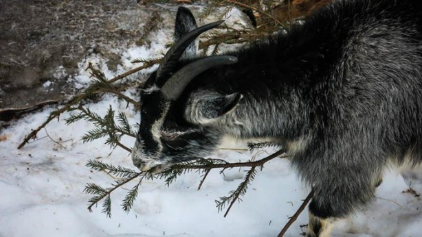 Foto - Teknolojisiz bir hayat yaşıyor