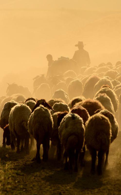 Foto - Teksas değil 'Bitlis'
