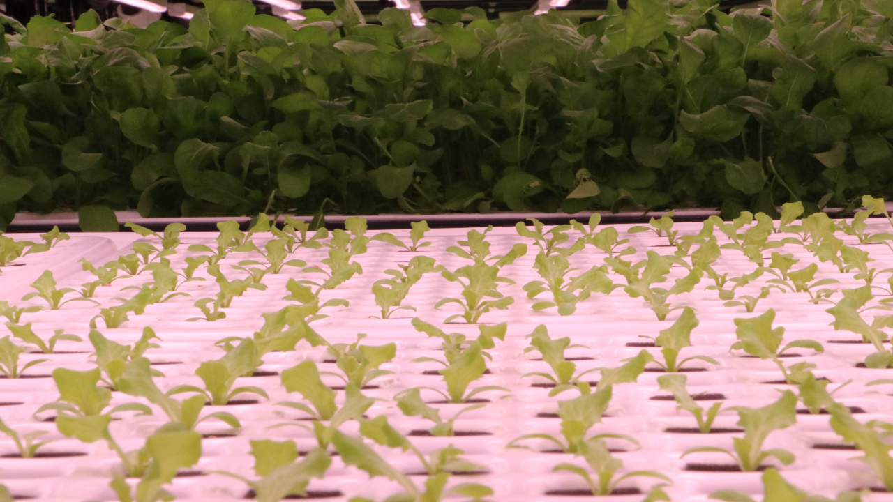 Foto - Tekstil fabrikasında topraksız marul yetiştiriyor! "Kullandığımız teknoloji tamamen yerli"