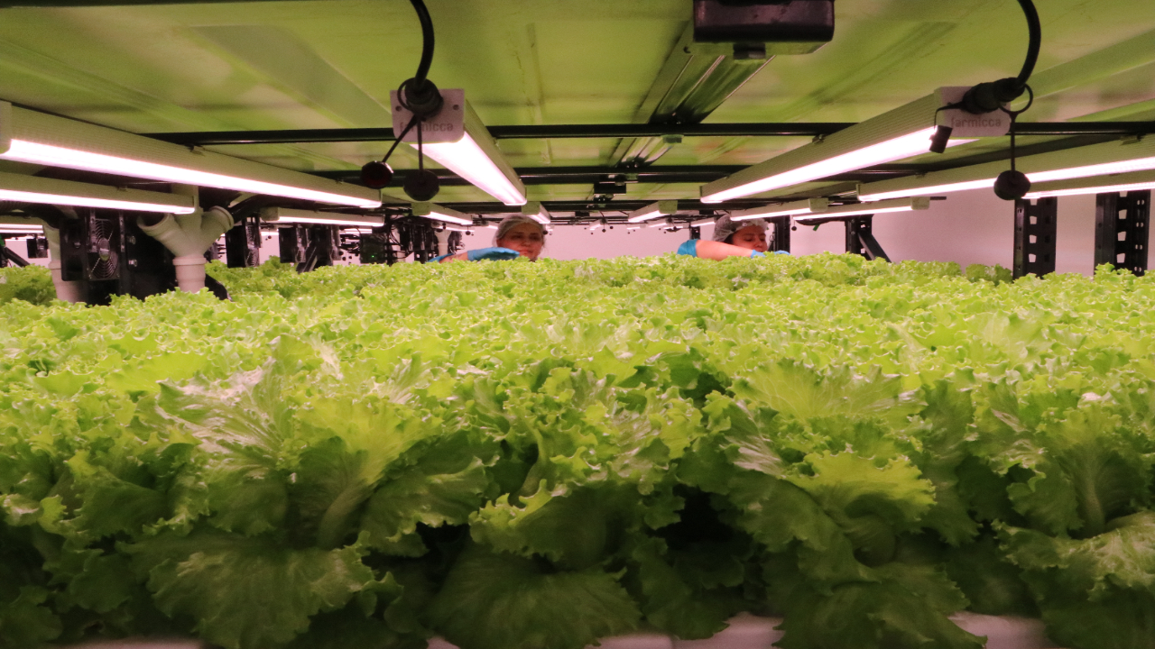 Foto - Tekstil fabrikasında topraksız marul yetiştiriyor! "Kullandığımız teknoloji tamamen yerli"