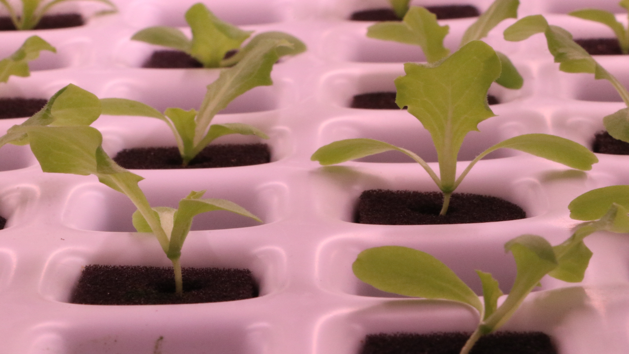 Foto - Tekstil fabrikasında topraksız marul yetiştiriyor! "Kullandığımız teknoloji tamamen yerli"