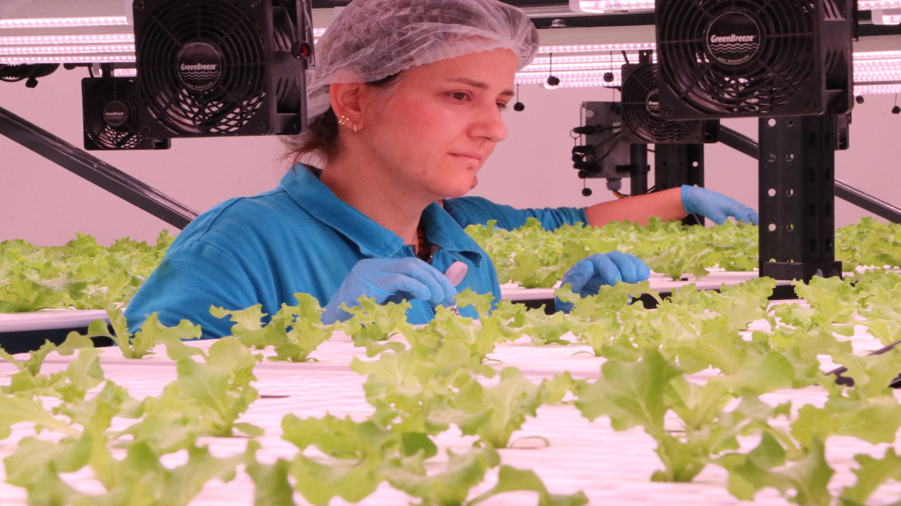 Foto - Tekstil fabrikasında topraksız marul yetiştiriyor! "Kullandığımız teknoloji tamamen yerli"