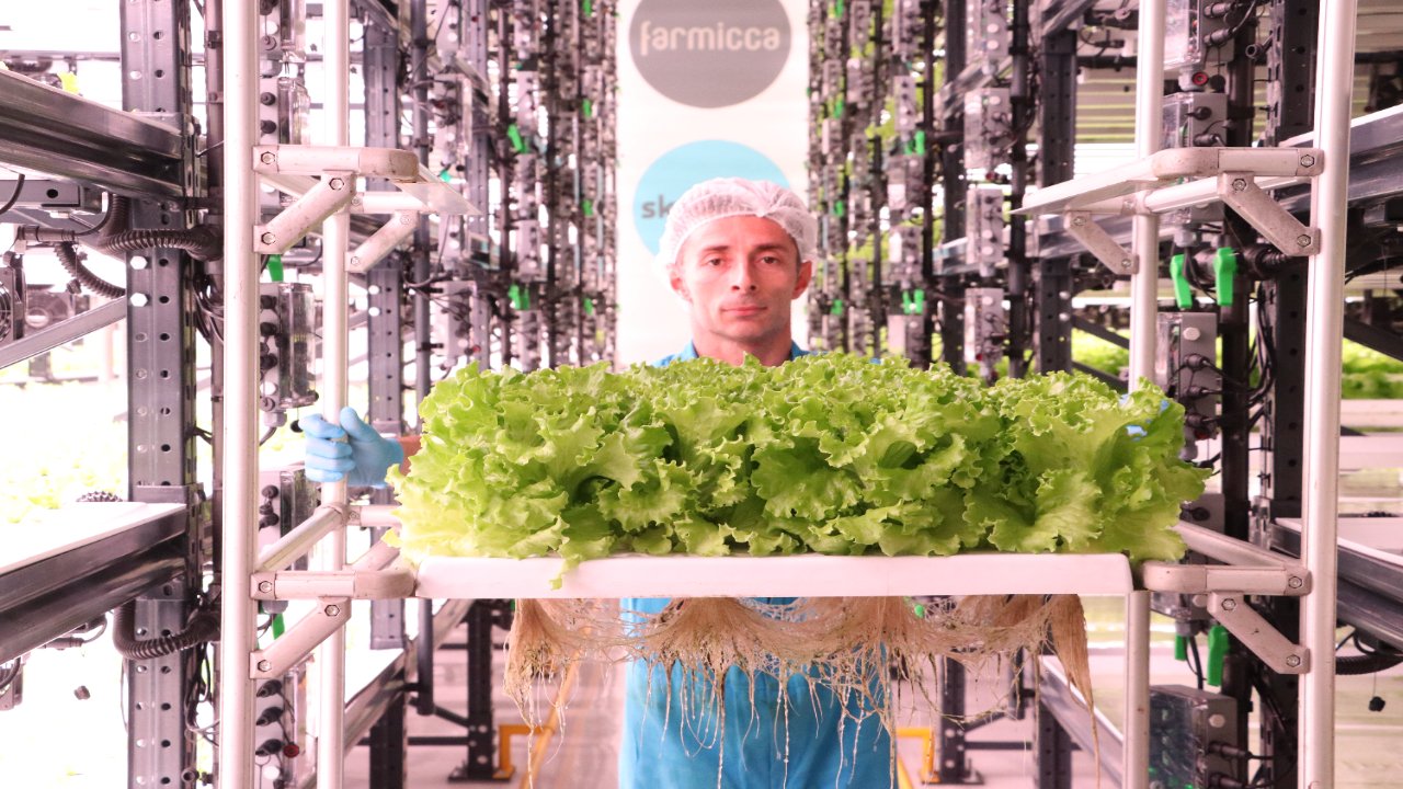 Foto - Tekstil fabrikasında topraksız marul yetiştiriyor! "Kullandığımız teknoloji tamamen yerli"