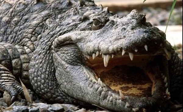 Foto - Telefonu gece şarjda bırakmak piline zarar verir mi? 