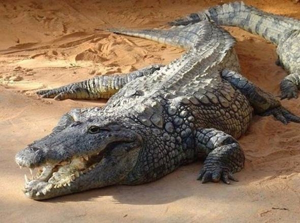 Foto - Telefonu gece şarjda bırakmak piline zarar verir mi? 