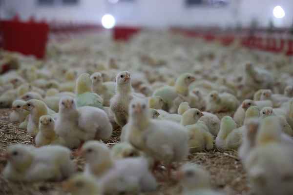 Foto - Televizyon ekranlarını bırakıp çiftlik kurdu