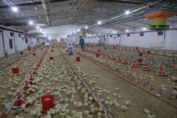 Foto - Televizyon ekranlarını bırakıp çiftlik kurdu