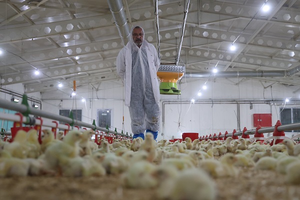 Foto - Televizyon ekranlarını bırakıp çiftlik kurdu