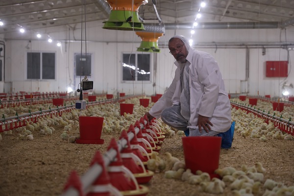 Foto - Televizyon ekranlarını bırakıp çiftlik kurdu