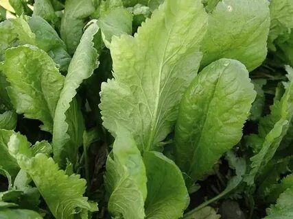 Foto - Tembel bağırsakları arı gibi çalıştıran sebze! En sağlıklı sebze listesinin en başında