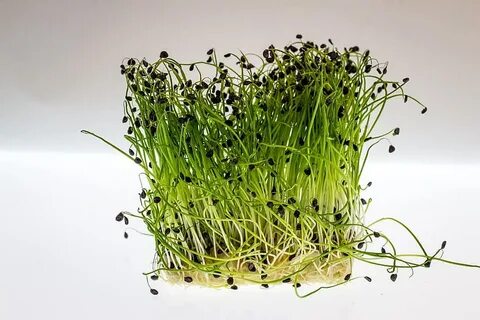 Foto - Tembel bağırsakları arı gibi çalıştıran sebze! En sağlıklı sebze listesinin en başında