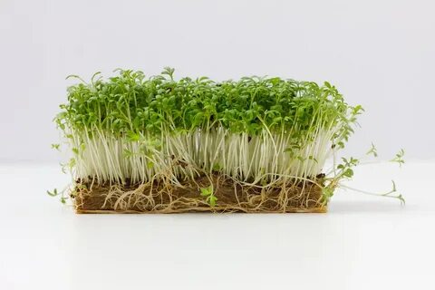 Foto - Tembel bağırsakları arı gibi çalıştıran sebze! En sağlıklı sebze listesinin en başında