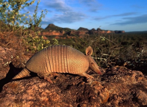 Tembellikleriyle sizi şaşırtacak 8 hayvan