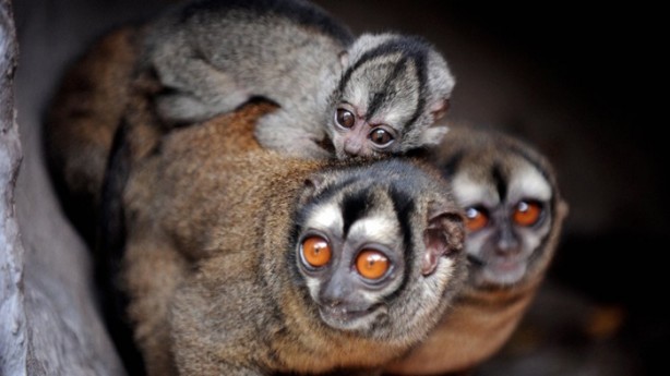 Foto - Tembellikleriyle sizi şaşırtacak 8 hayvan