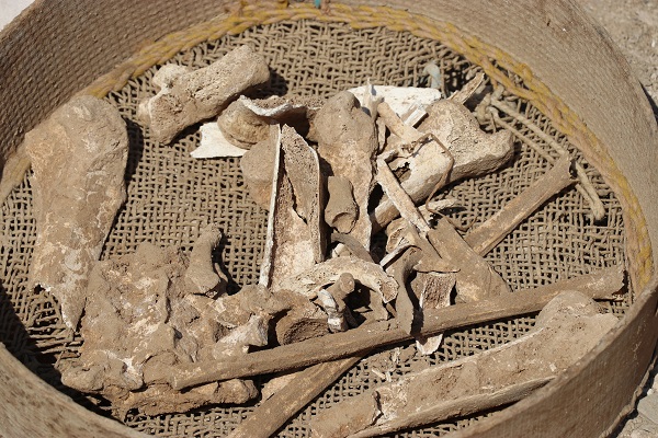 Temel kazısında bulundu! Bu kemikler tam 2 bin yıllık