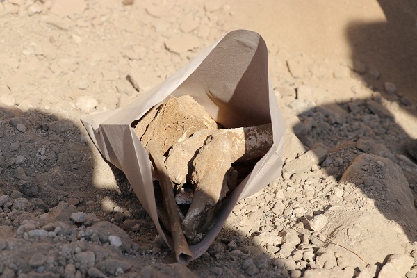 Foto - Temel kazısında bulundu! Bu kemikler tam 2 bin yıllık