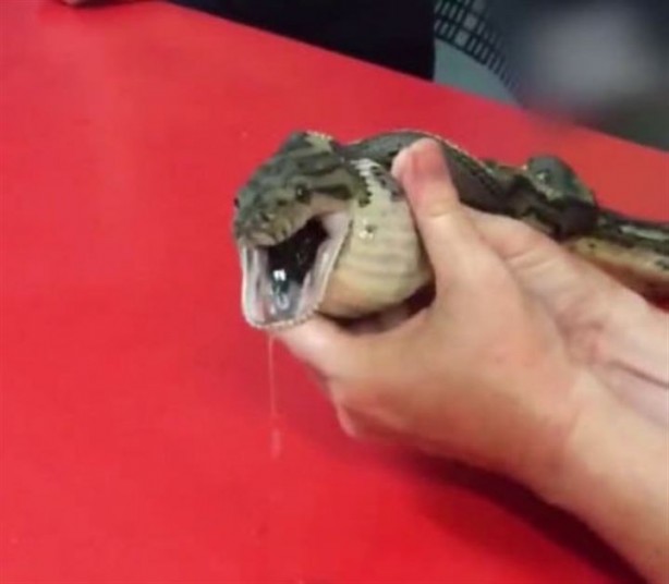 Foto - Tenis topu yutan yılan böyle kurtarıldı