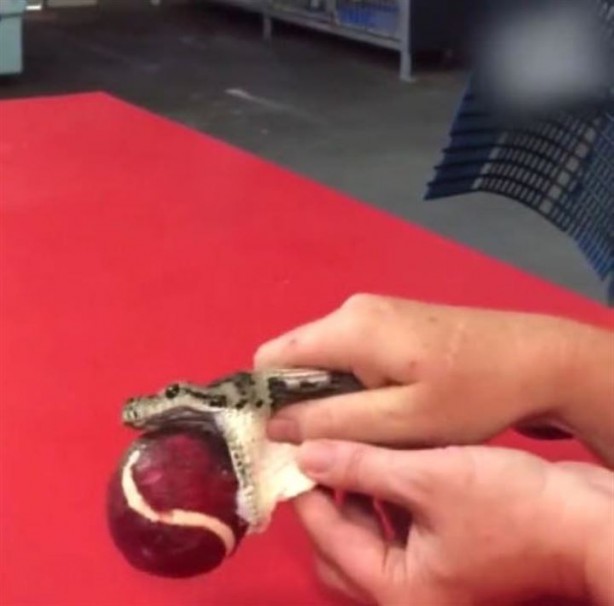 Foto - Tenis topu yutan yılan böyle kurtarıldı